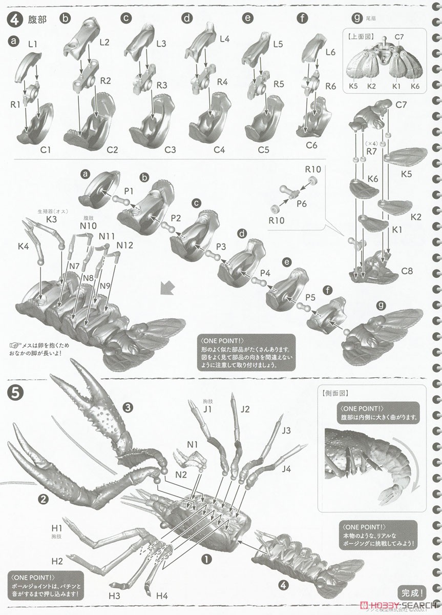 biology-edition-crayfish-evangelion-edition (5)